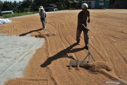 Produksi gabah petani Selagan Raya Mukomuko turun drastis