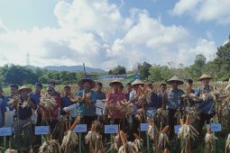 Pemkab Bangka Tengah dorong para petani budidayakan jagung