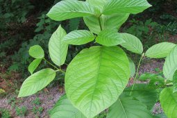 Masyarakat minta pemerintah pro rakyat terkait kratom