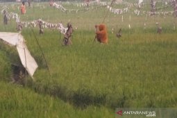 Petani Abdya keluhkan meningkatnya hama burung "serang" tanaman padi