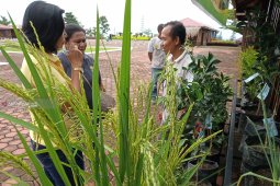 Padi gogo dikembangkan di Manokwari