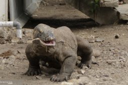 Konflik dengan manusia ancaman bagi komodo di Flores