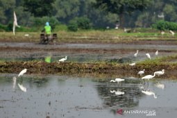 Populasi burung Kuntul kecil