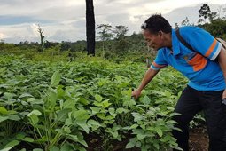 BPTP Jambi lakukan pendampingan penangkaran benih kedelai