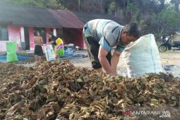 Daun kratom jadi ekonomi baru bagi masyarakat Aceh Jaya