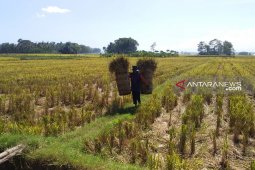 Luas panen di Jember hingga April 2019 capai 43.124 hektare