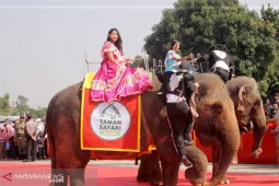 Dua gajah Taman Safari hebohkan Pakansari Cibinong