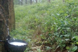 Produktivitas karet Indonesia masih berpeluang meningkat