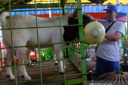 Abdya kembangkan program pembentukan kambing unggul "Boerka"