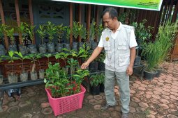 Papua Barat petakan wilayah pengembangan kopi