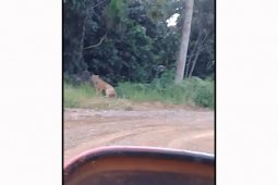 Harimau Sumatera muncul di konsesi PT API Bengkulu Utara