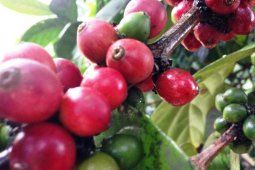 Pemdes  Bhuana Jaya Akan Gelar Pelatihan Budidaya Kopi