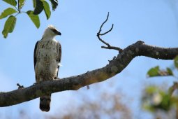 Populasi burung elang flores terus terancam