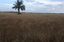 Kekeringan landa 1.335 hektare lahan sawah di Langkat