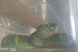 Ini ciri-ciri ular berbisa menurut ahli reptil ITB