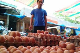Telur ayam ras di Piru langka resahkan masyarakat