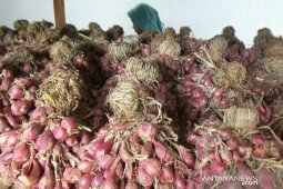 Distan Kabupaten Paser bantu benih bawang merah