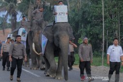 Tiga gajah meriahkan pemungutan suara di Aceh Selatan