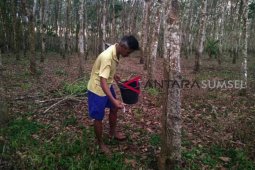 Menyelamatkan petani karet Sumatera Selatan