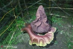 Bunga Bangkai ditemukan di Medan Tembung