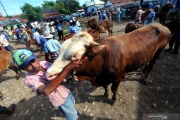 Harga sapi turun
