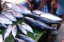 Ikan cakalang segar di Ambon masih mahal