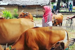 Keinginan "Kartini" di Gorontalo Utara Meningkatkan Sektor Peternakan