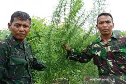TNI temukan ladang ganja di Nagan Raya