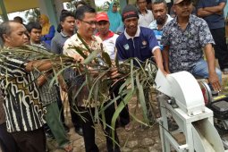 PNM Jambi latih nasabah membuat pakan ternak sapi dari daun sawit