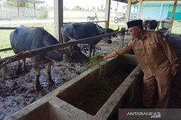 Aceh Barat swasembada daging pertama di Aceh