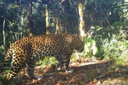 Membantu sang raja hutan di habitat Guntur-Papandayan