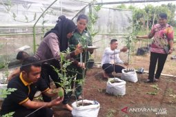 Polbangtan belajar budidaya semangka dalam "green house"
