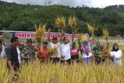Hasil budidaya padi sawah invari 42 dan 32 di Tapsel menjanjikan