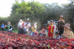 Wisata edukasi ke kebun sayur organik Kambitin