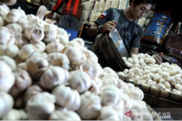 Magelang memasok benih bawang putih ke luar daerah