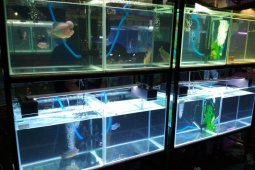 Balai benih Kudus bakal dijadikan destinasi wisata