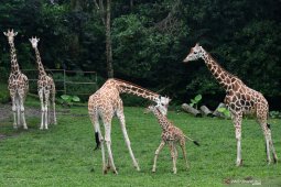 Koleksi jerapah Taman Safari Prigen bertambah satu ekor (Video)