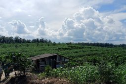 BPTP berikan pendampingan  teknologi pengembangan jagung di lahan replanting sawit