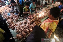 Permintaan ayam potong meugang pertama di Aceh