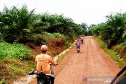 Peremajaan sawit tidak produktif dilakukan bertahap