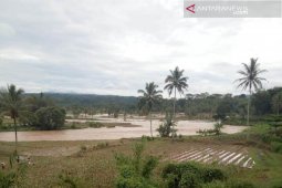 Sawah terdampak banjir di Rejang Lebong mencapai 90 hektare