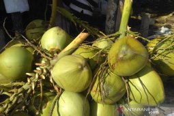 Kelapa muda banyak diminati warga Aceh barat sebagai menu berbuka