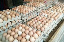 Harga telur ayam ras dan ikan segar turun