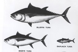 KKP-Asosiasi Perikanan mempromosikan industri tuna berkelanjutan