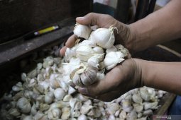Garlic in Kotabaru now IDR 80,000 per kg