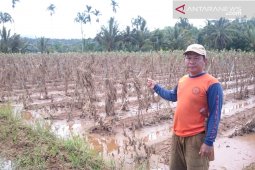 Petani terdampak banjir Kepahiang belum menerima bantuan