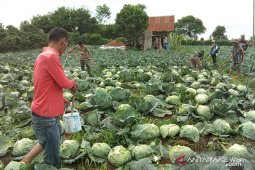 Dampak Erupsi Sinabung