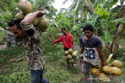 Panen kelapa muda
