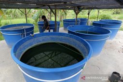 Budidaya lele sistem bioflok