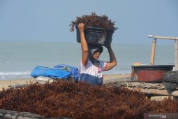 Panen Rumput Laut